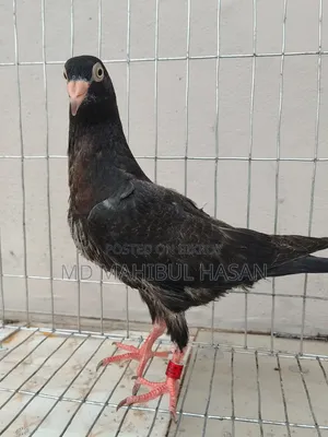 Black Danish Baby