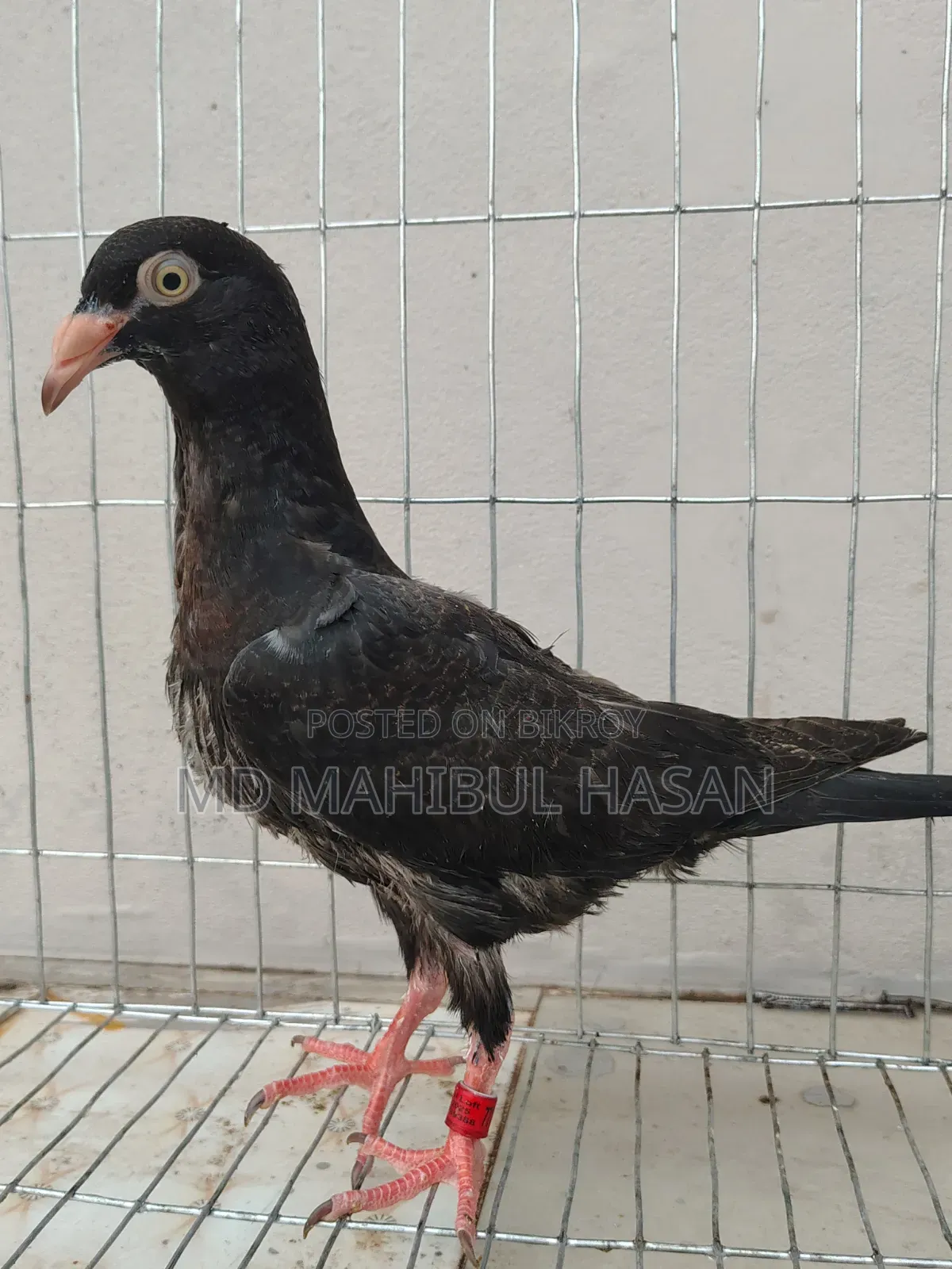 Black Danish Baby