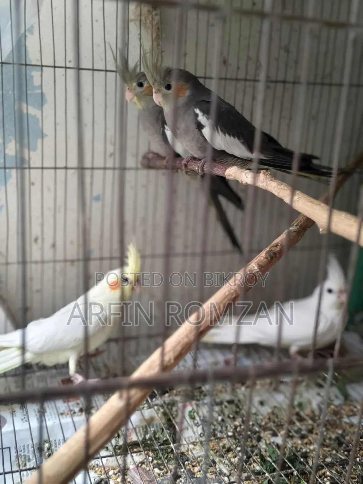 4 Cockatiels