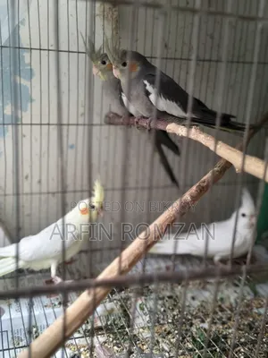 4 Cockatiels