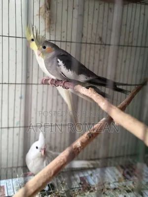 4 Cockatiels