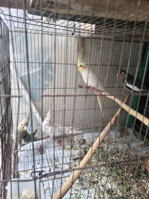 4 Cockatiels