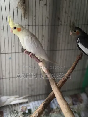 4 Cockatiels