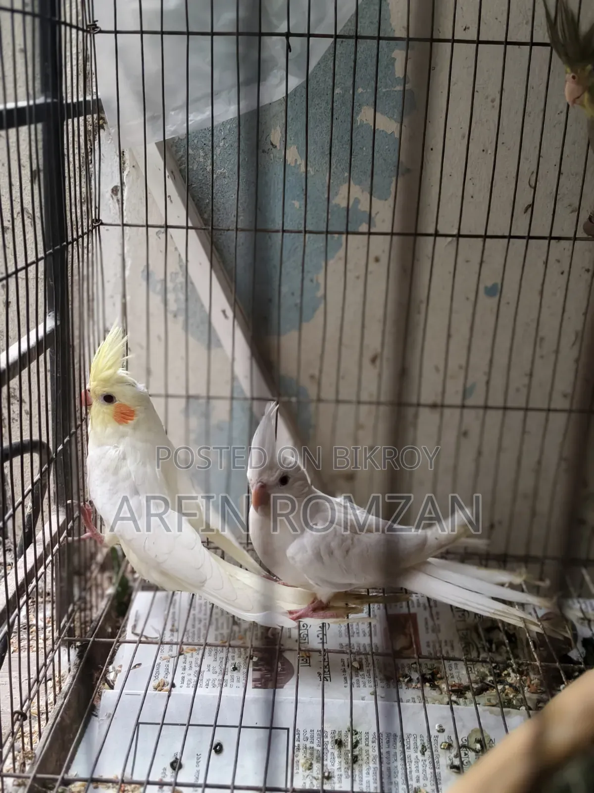 4 Cockatiels