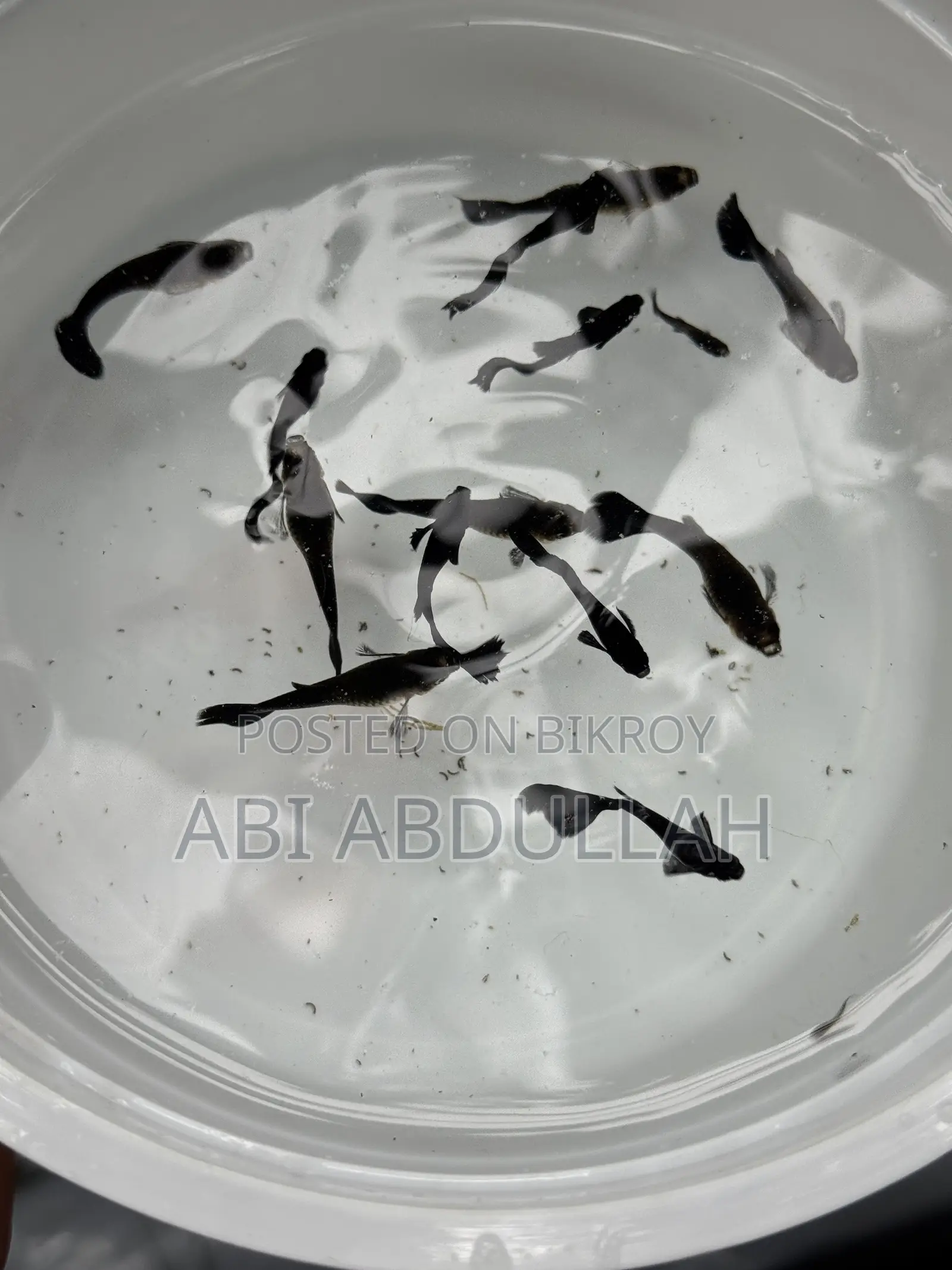 Aquarium Fish
