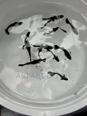 Aquarium Fish
