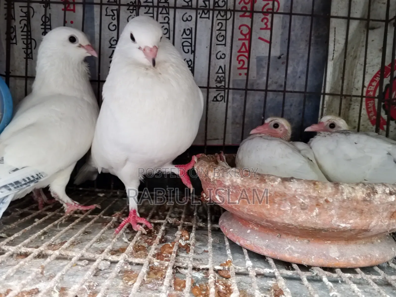 A pair of Kakji pigeons with 2 chicks for sale.