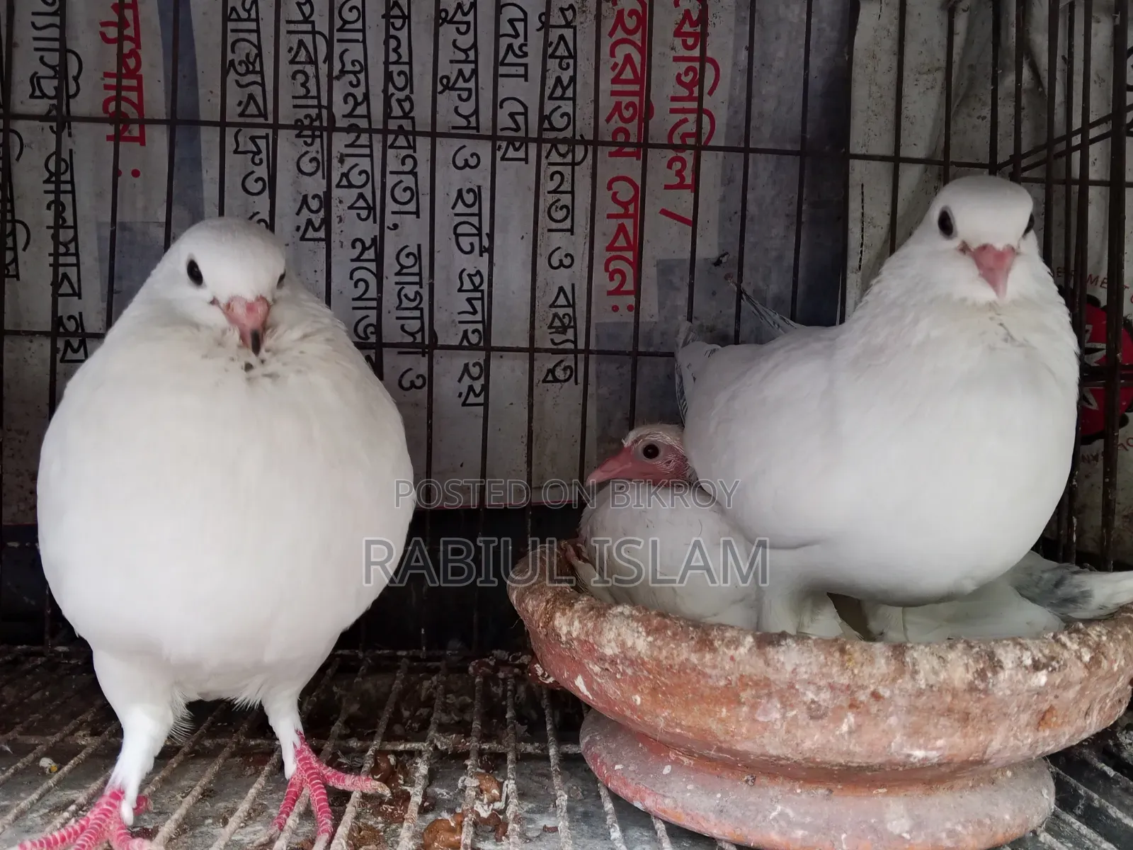 A pair of Kakji pigeons with 2 chicks for sale.