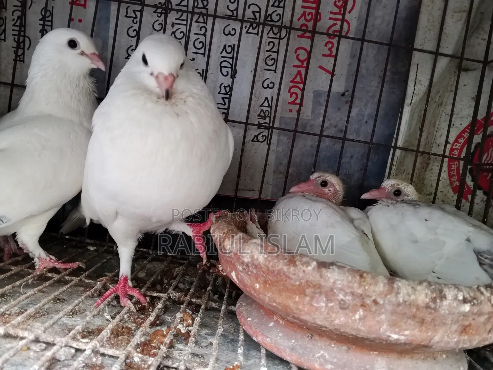 A pair of Kakji pigeons with 2 chicks for sale.