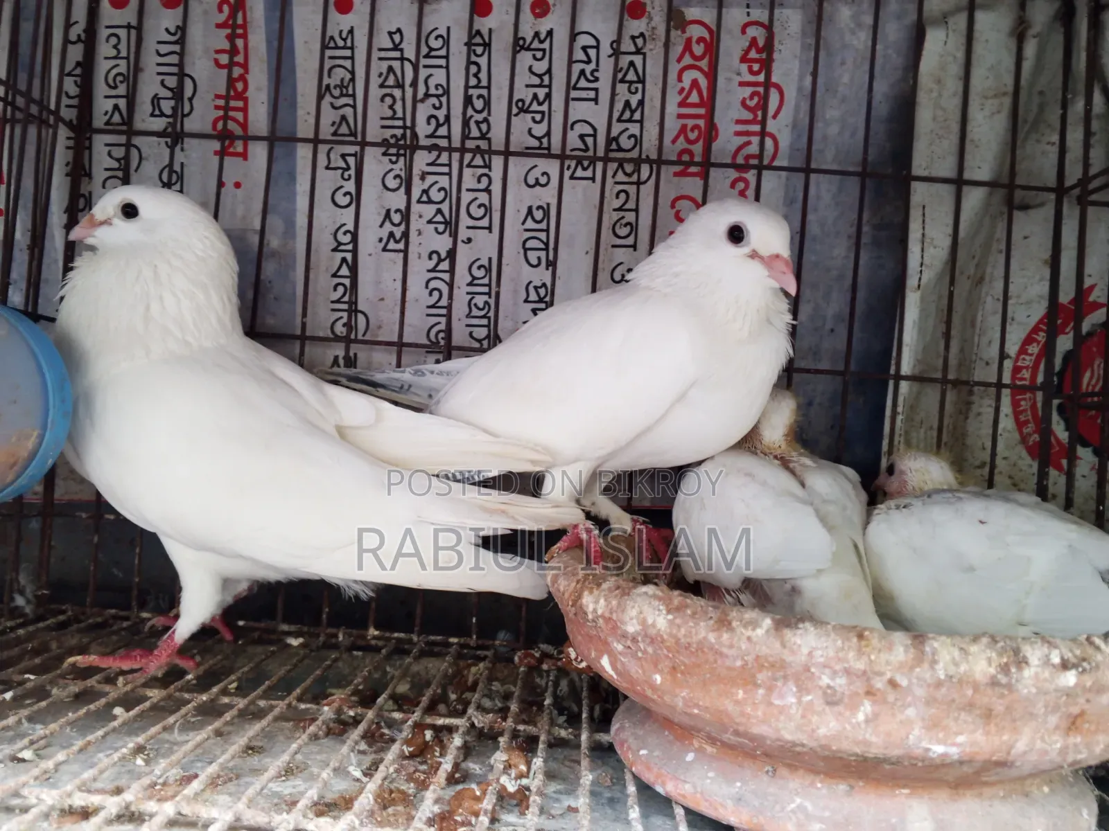 A pair of Kakji pigeons with 2 chicks for sale.