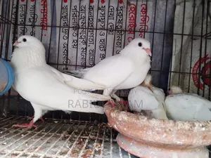 A pair of Kakji pigeons with 2 chicks for sale.