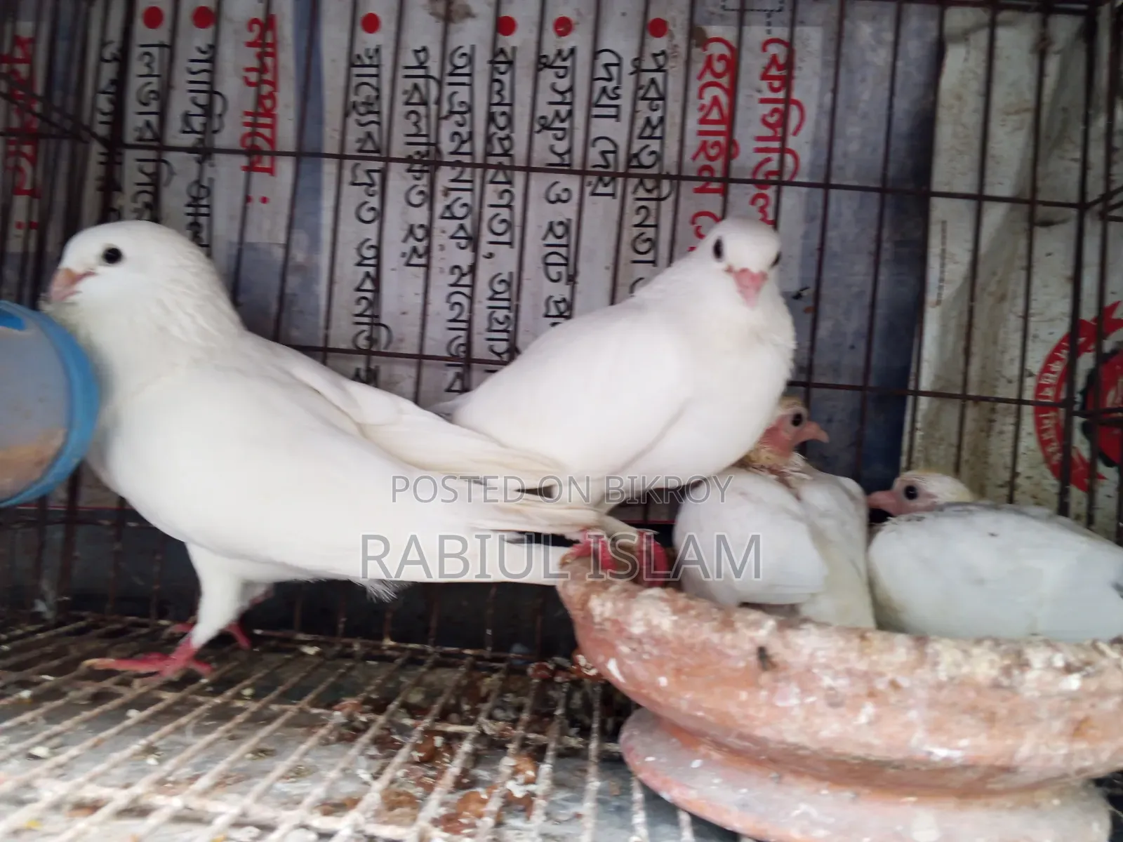 A pair of Kakji pigeons with 2 chicks for sale.