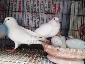 A pair of Kakji pigeons with 2 chicks for sale.