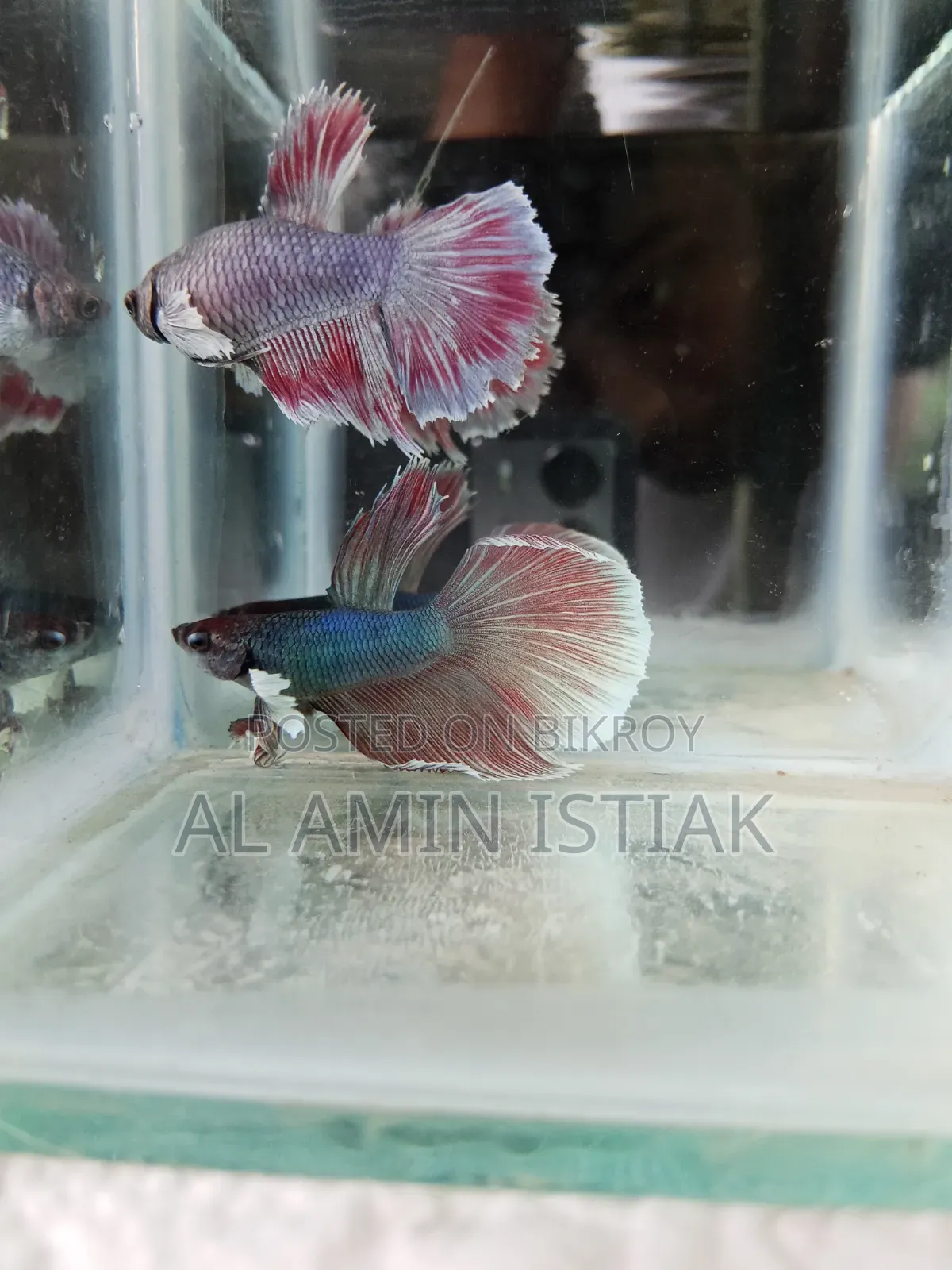 Betta Fish