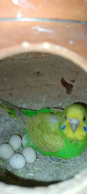 Some Budgie birds with running eggs for sale