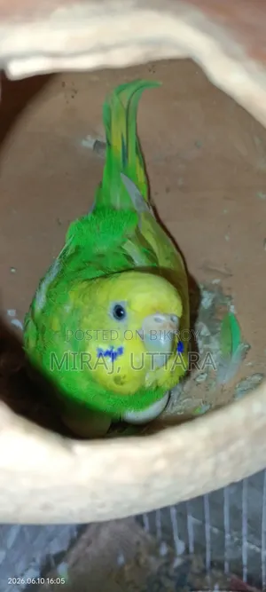 Some Budgie birds with running eggs for sale