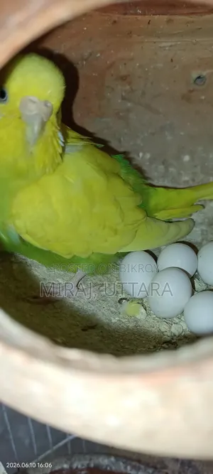 Some Budgie birds with running eggs for sale