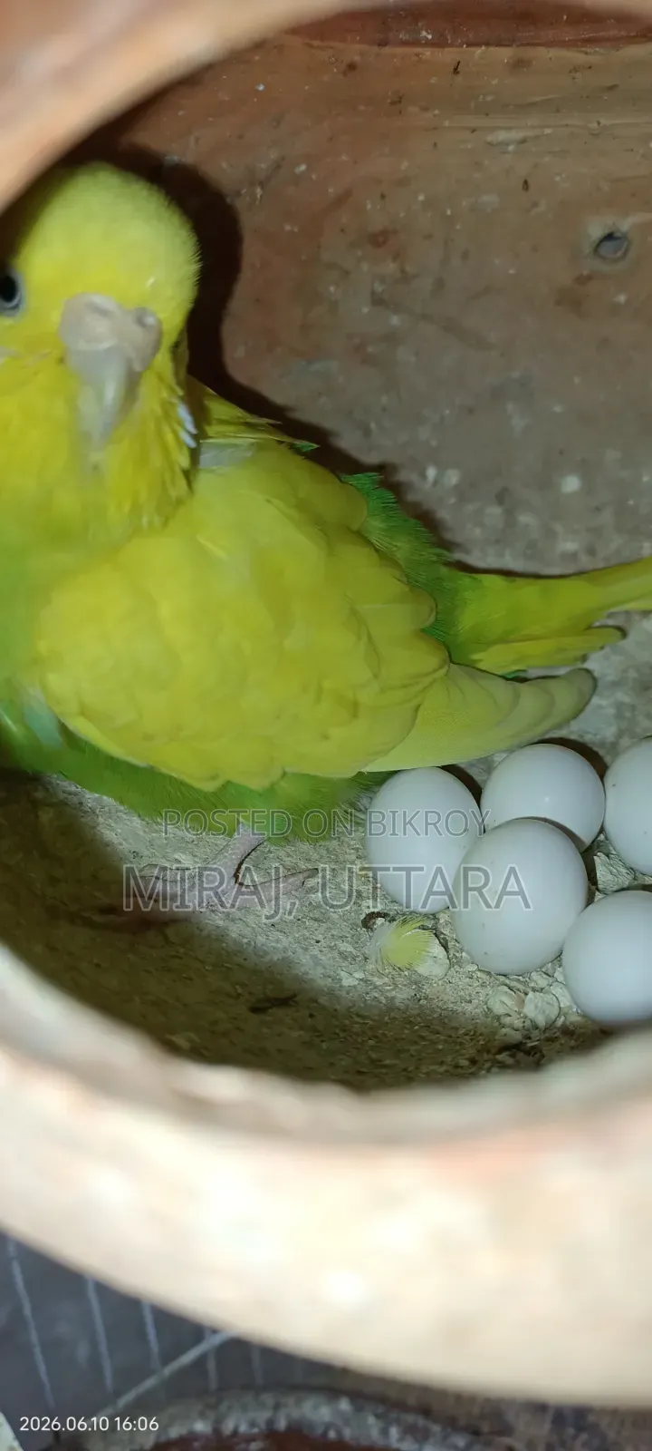 Some Budgie birds with running eggs for sale