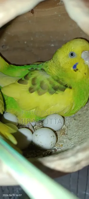 Some Budgie birds with running eggs for sale
