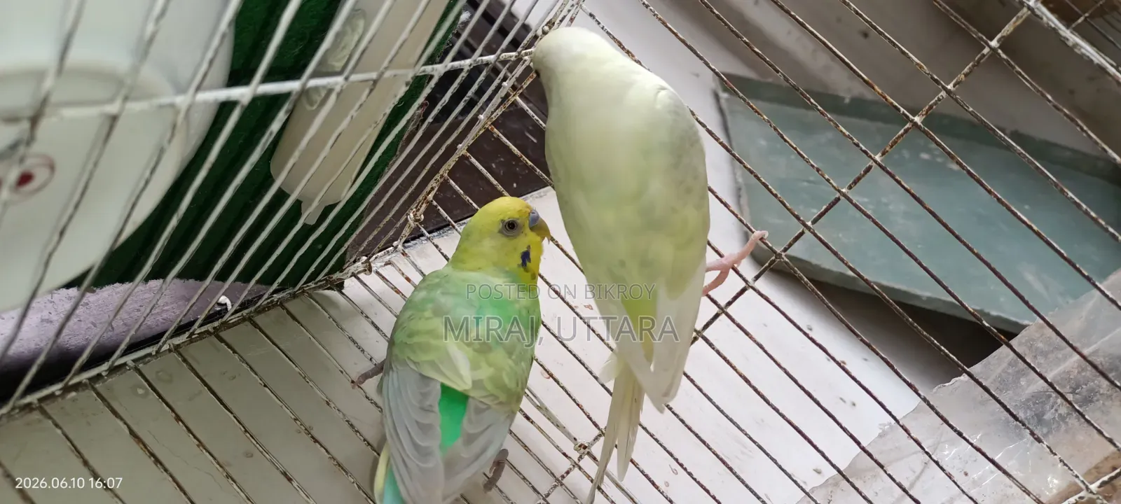 Some Budgie birds with running eggs for sale