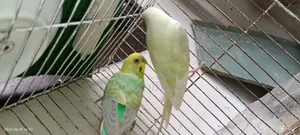 Some Budgie birds with running eggs for sale