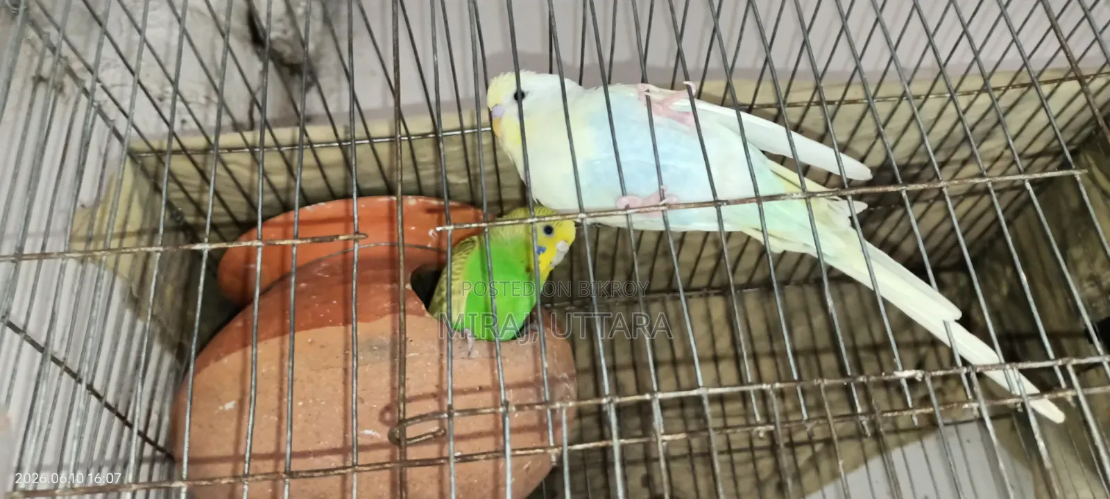 Some Budgie birds with running eggs for sale