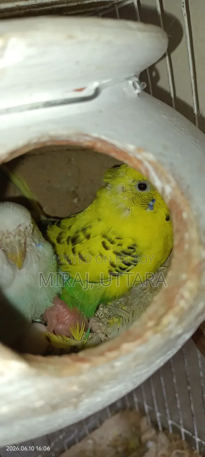 Some Budgie birds with running eggs for sale