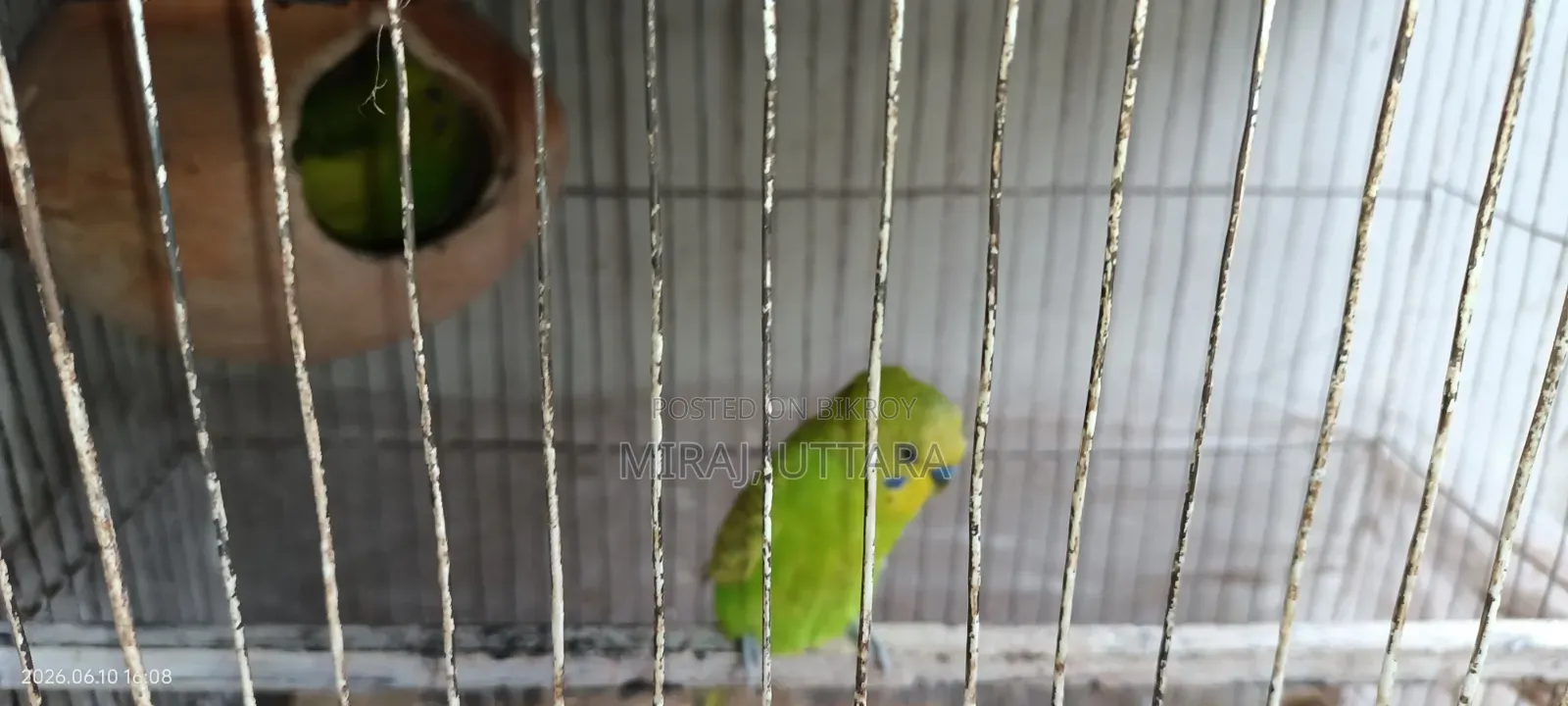 Some Budgie birds with running eggs for sale