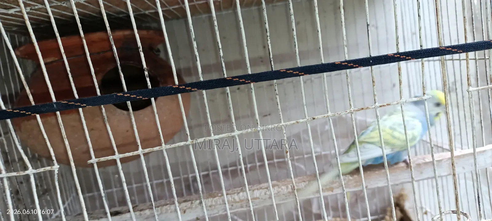 Some Budgie birds with running eggs for sale