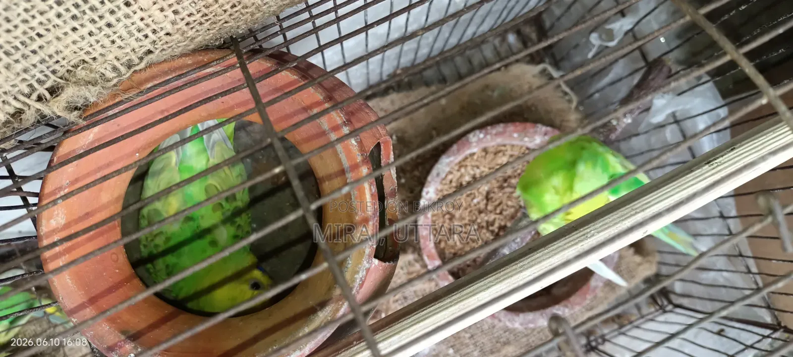Some Budgie birds with running eggs for sale