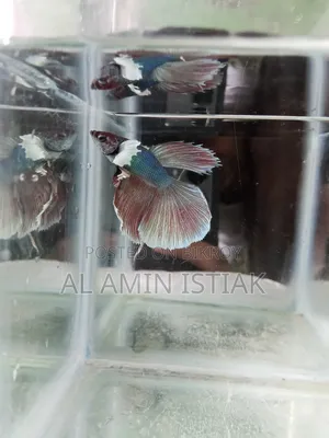 Betta Fish