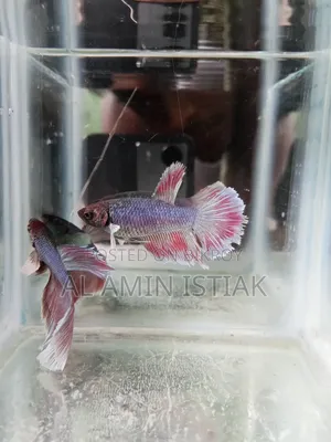 Betta Fish