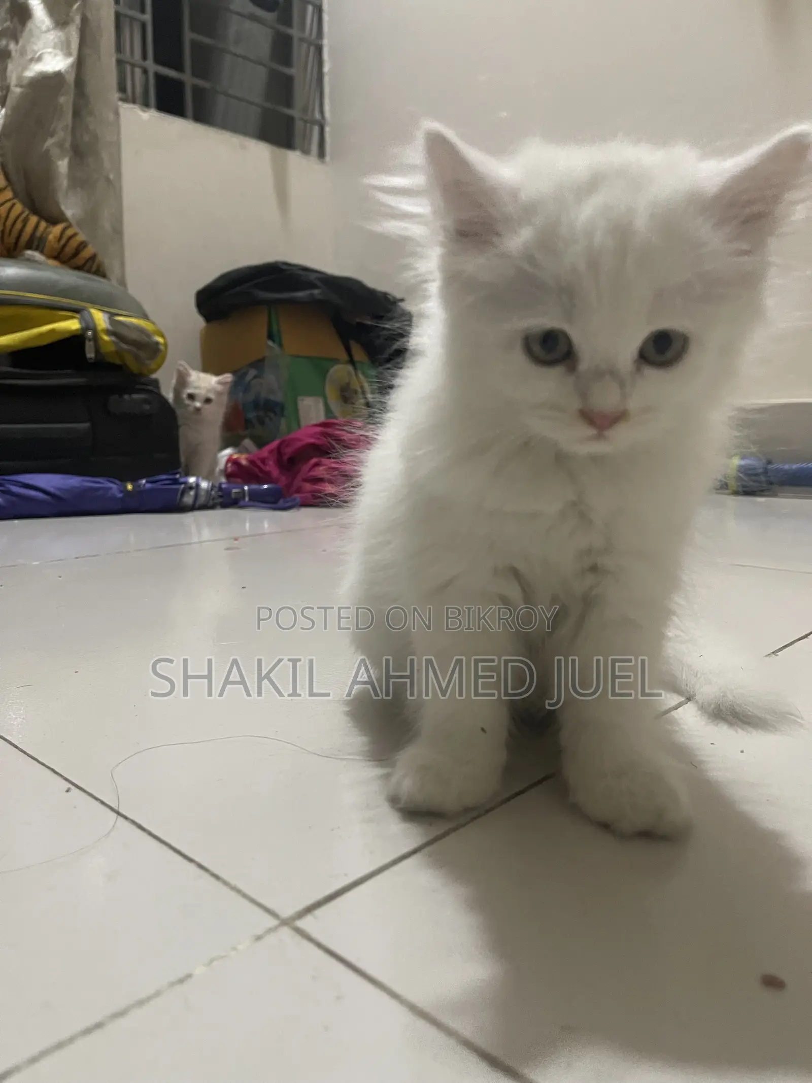 1-3 Months Female Purebred Persian