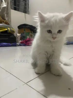 1-3 Months Female Purebred Persian