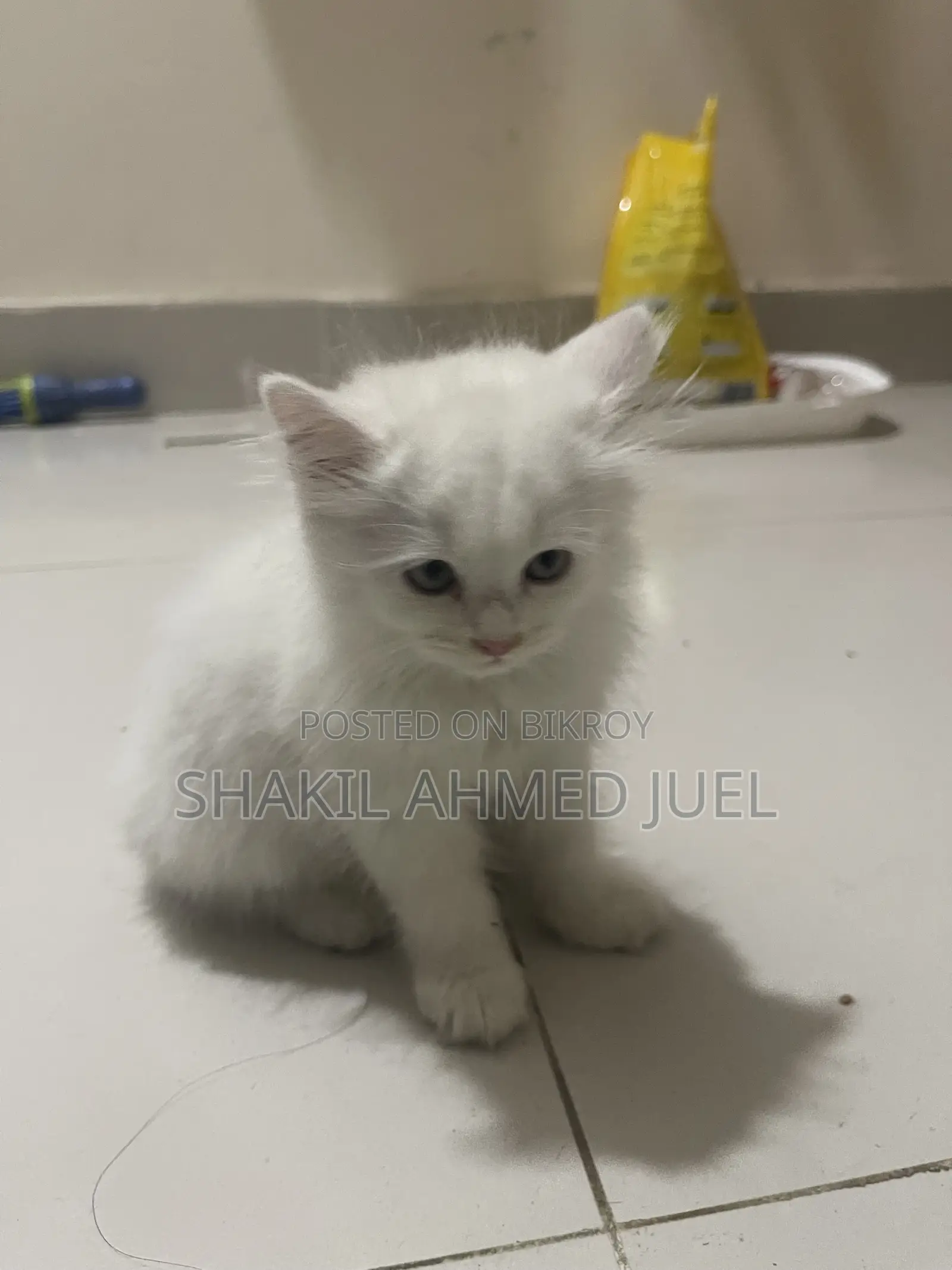 1-3 Months Female Purebred Persian