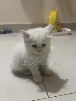 1-3 Months Female Purebred Persian