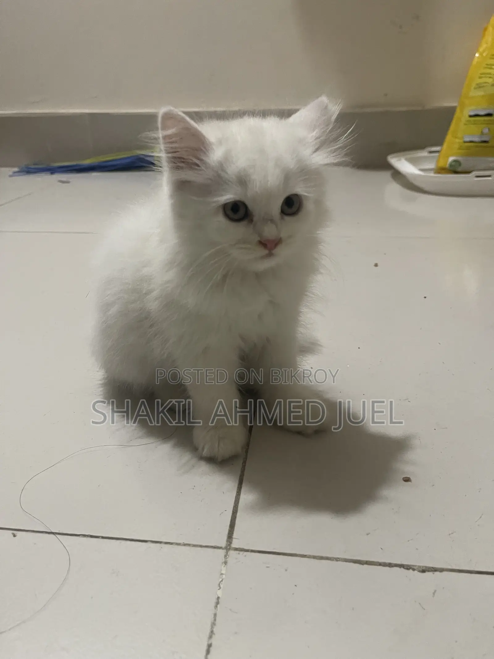1-3 Months Female Purebred Persian