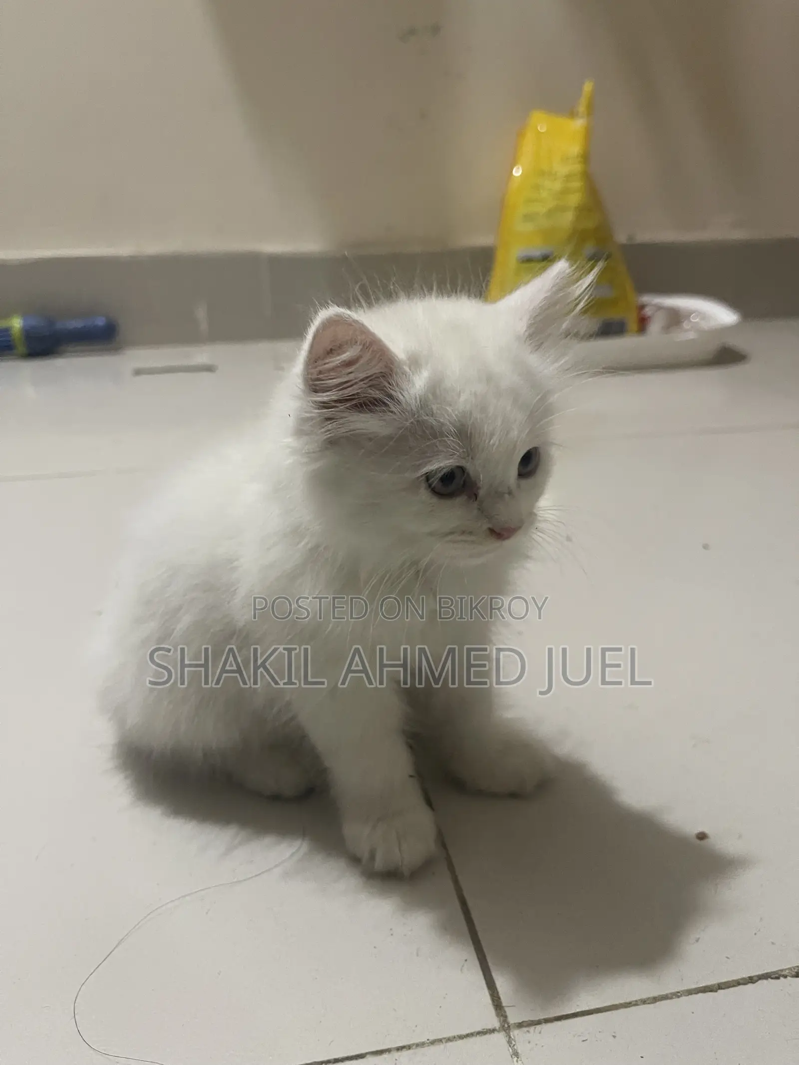 1-3 Months Female Purebred Persian