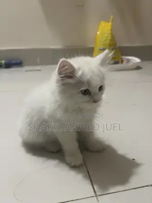1-3 Months Female Purebred Persian