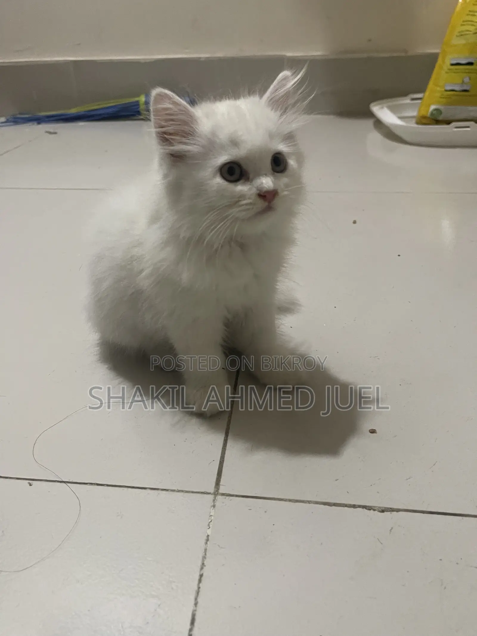 1-3 Months Female Purebred Persian