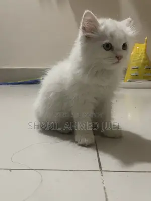 1-3 Months Female Purebred Persian