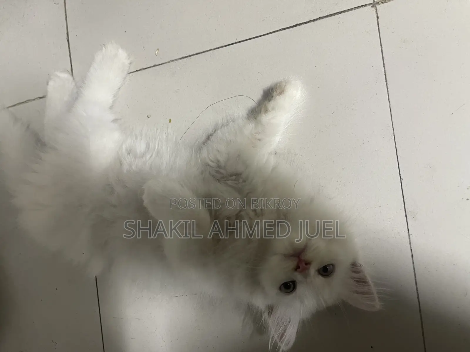 1-3 Months Female Purebred Persian
