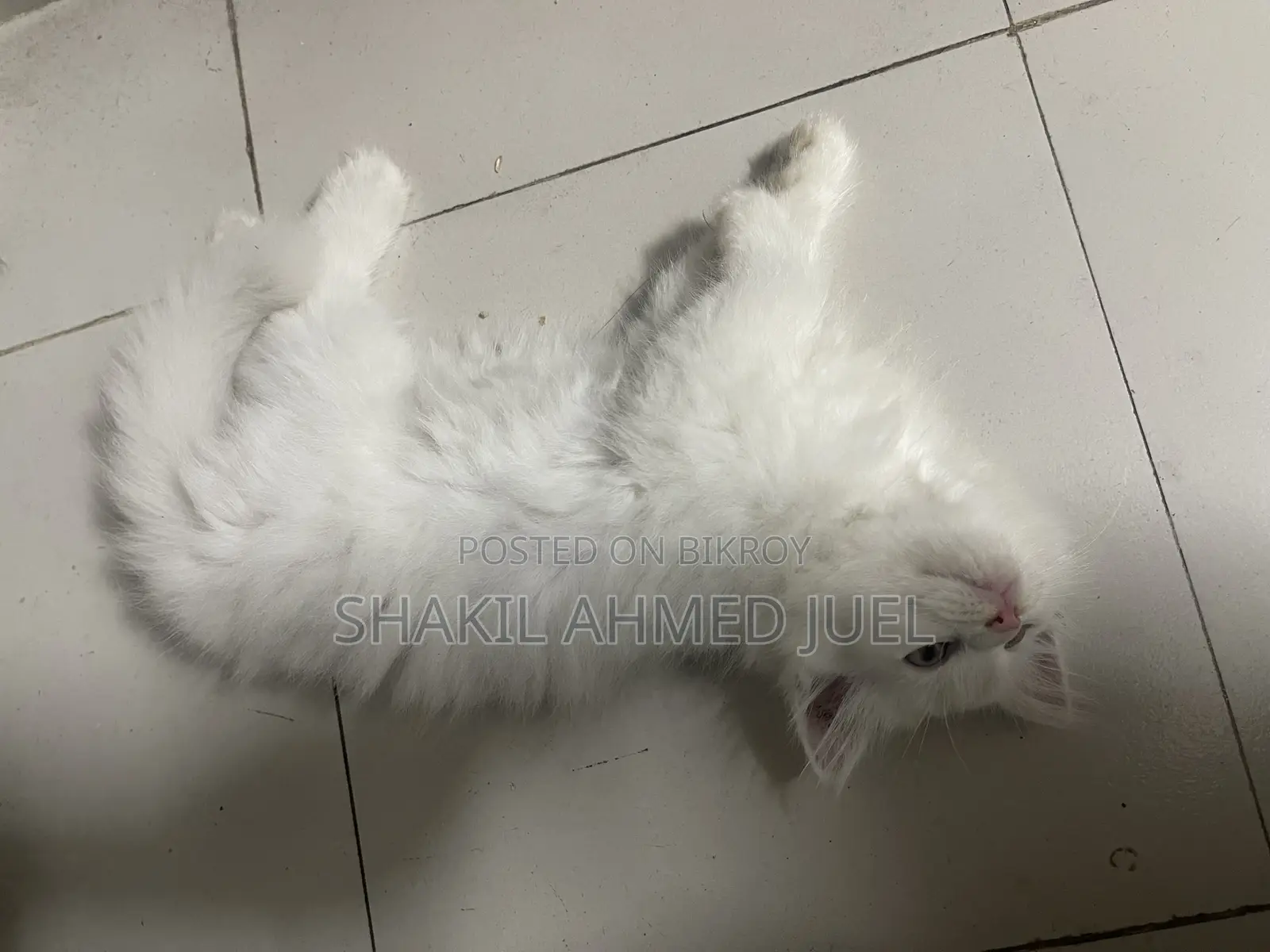 1-3 Months Female Purebred Persian