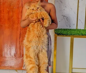 6-12 Months Male Purebred Persian Cat