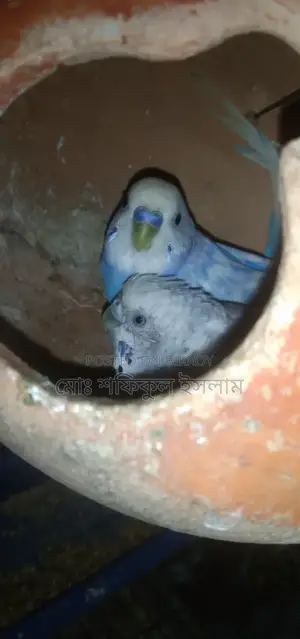 বাজিগর পাখি বিক্রি হবে