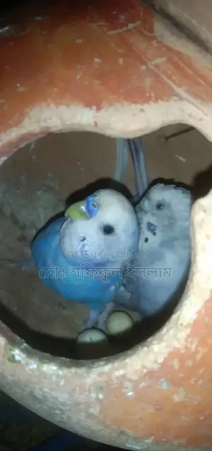 বাজিগর পাখি বিক্রি হবে