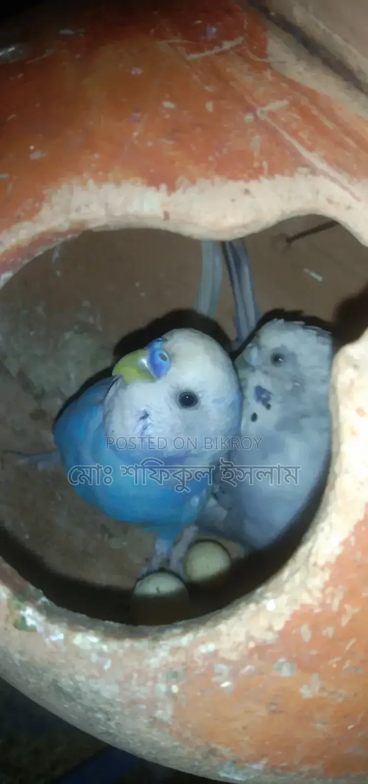 বাজিগর পাখি বিক্রি হবে