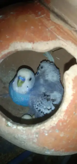 বাজিগর পাখি বিক্রি হবে