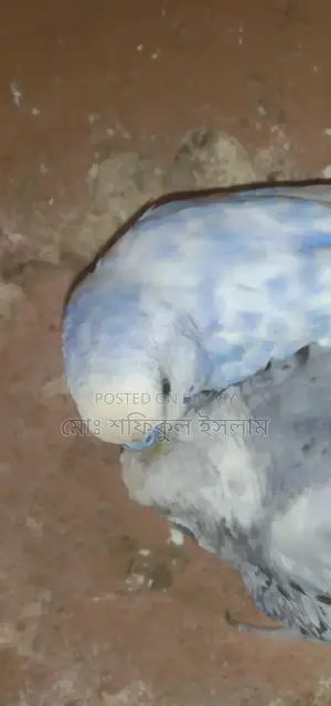 বাজিগর পাখি বিক্রি হবে