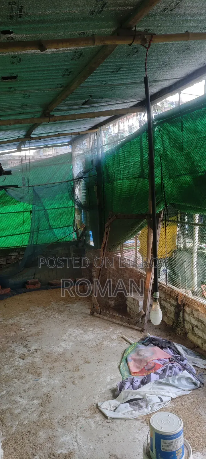 ১টি মুরগির সেট বিক্রি করা হবে